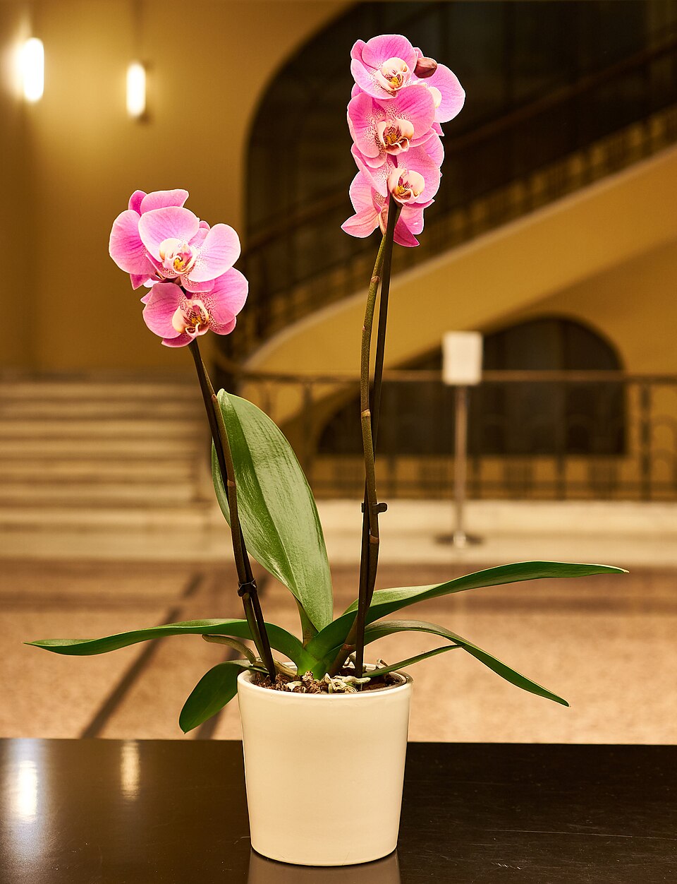 Pembe Orkide (Phalaenopsis) Saksıda